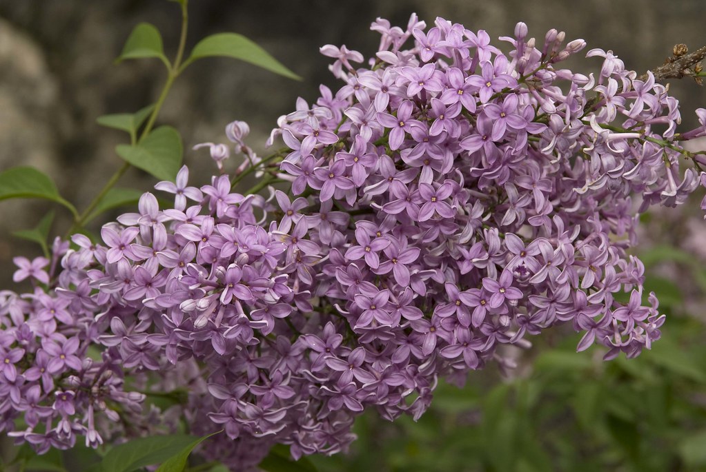 Syringa x chinensis ‘Red Rothomagensis’ 