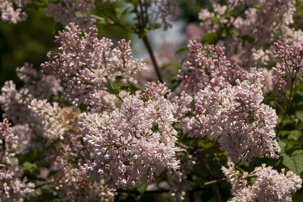 Syringa x henryi ‘Lutece’