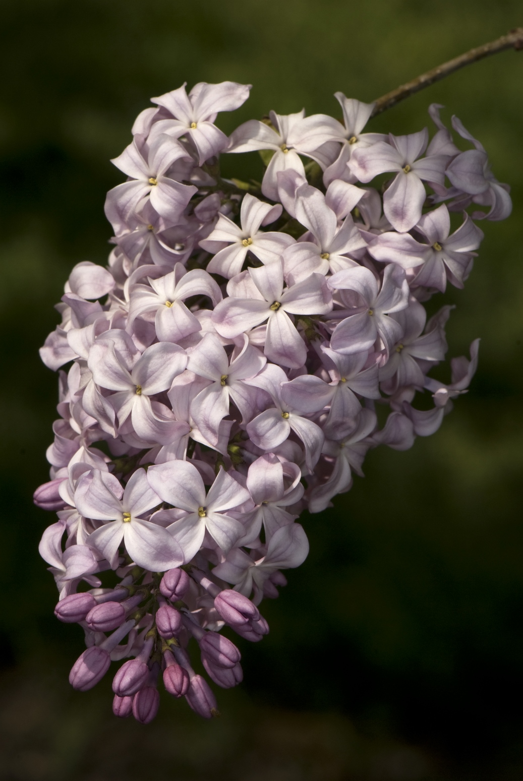 Syringa x hyacinthiflora ‘Catinat’