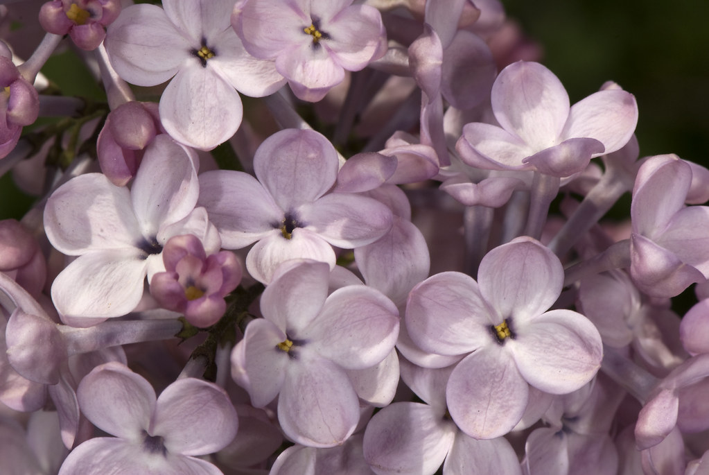 Syringa x hyacinthiflora ‘Esther Staley’