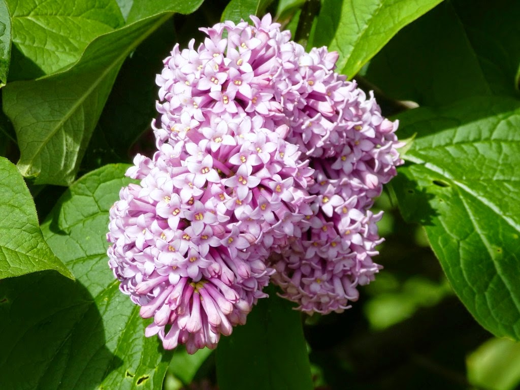 Syringa x prestoniae ‘Audrey’ 