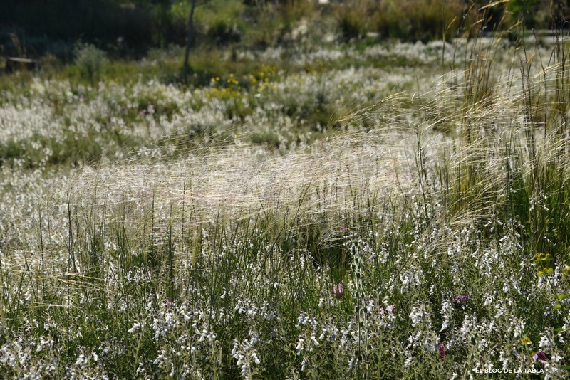 plantas mediterráneas