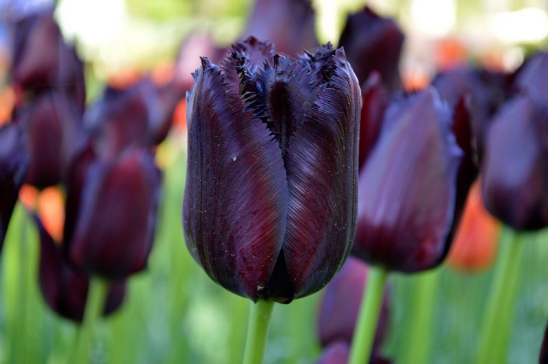 tulipán negro ¿existe?