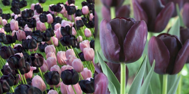 Tulipán negro: la flor más elegante y fácil de cuidar