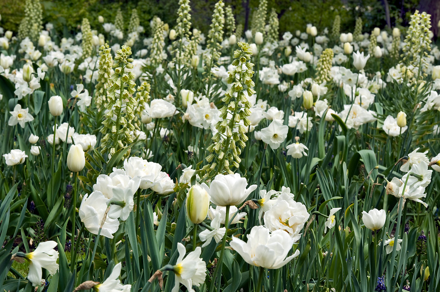 Un jardín lleno de flores blancas con bulbos de flor - EL BLOG DE LA TABLA