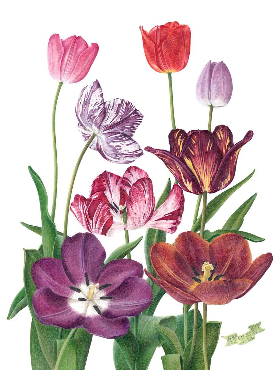 ilustración flores tulipanes exposicion Tulipa Tulipae