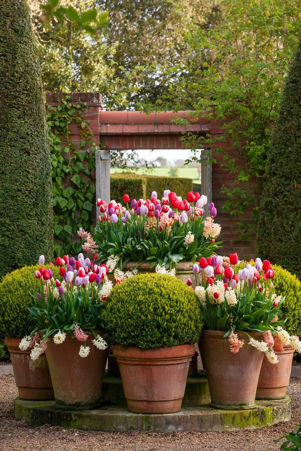 Tulipanes cultivados en maceta en The Old Vicarage, East Ruston, Norfolk . Foto Clive Nichols