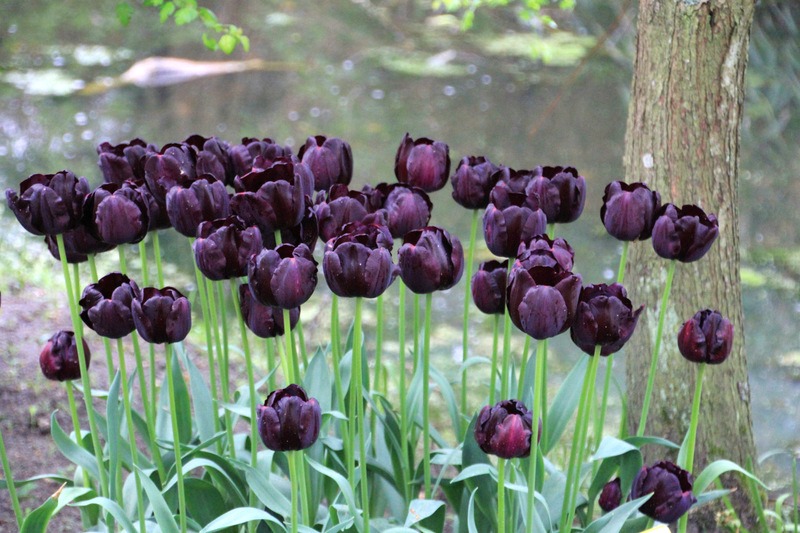 tulipán negro ¿existe?