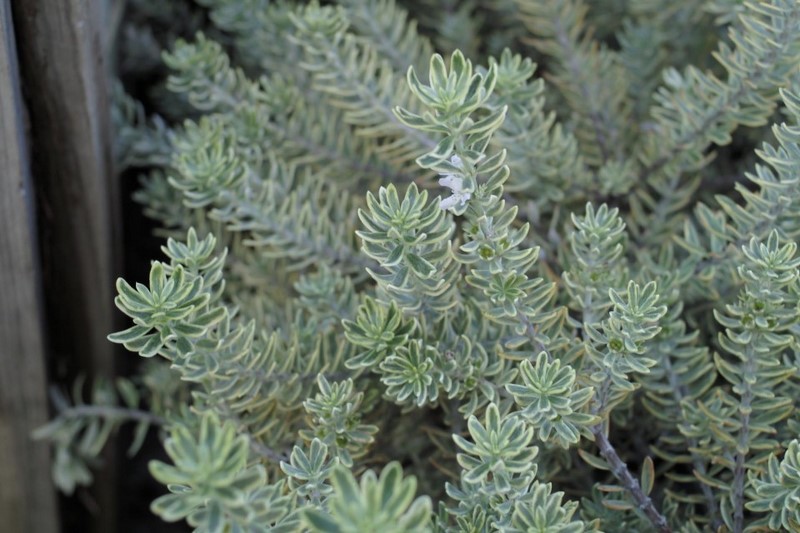 plantas arbustivas jardinería sostenible