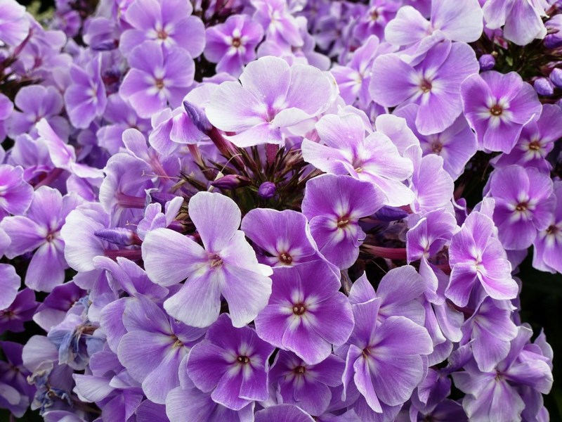 flores color púrpura de phlox paniculata