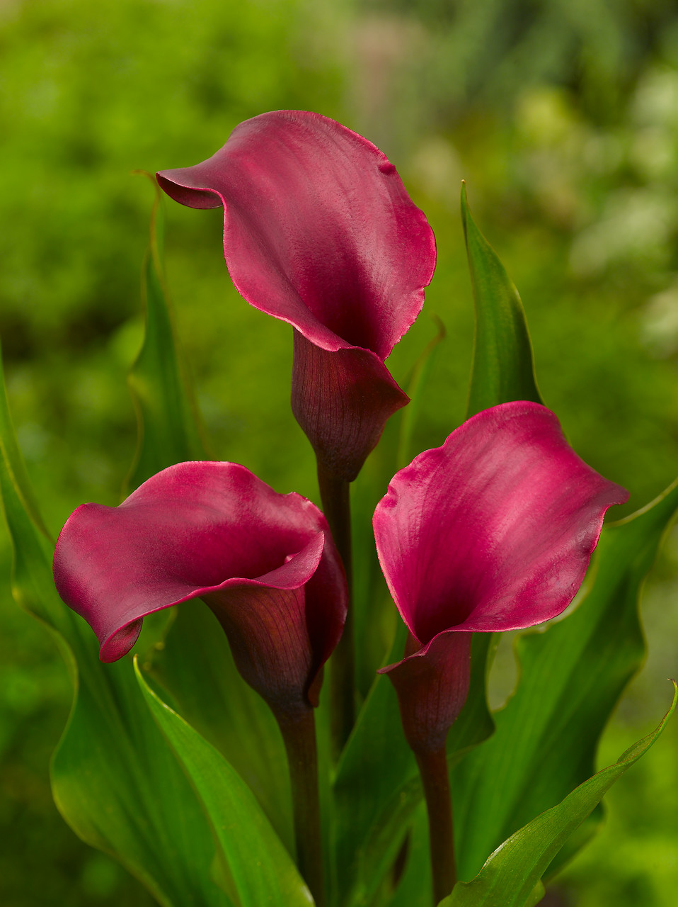 Калла романс. Калла Zantedeschia. Калла Сайгон. Калла Капитан Промис. Калла Монте Карло.