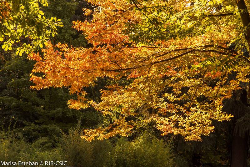 árbol procedente de China con hojas amarillas otoño. Zelkova schneideriana