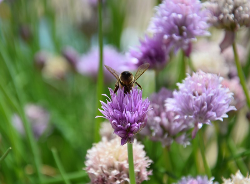 abeja pecoreando en flor de cebollino (allium schoenoprasum)