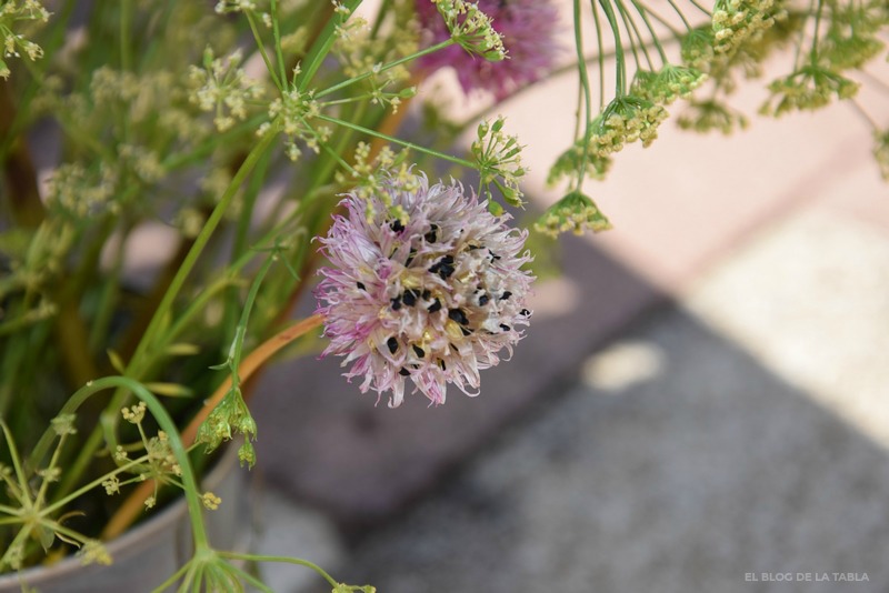 flor de cebollino (allium schoenoprasum) con semillas
