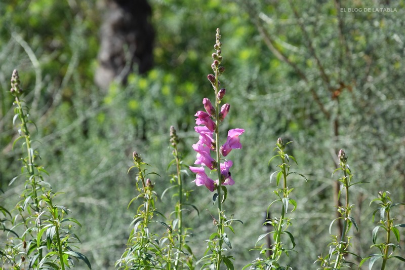 plantas mediterráneas