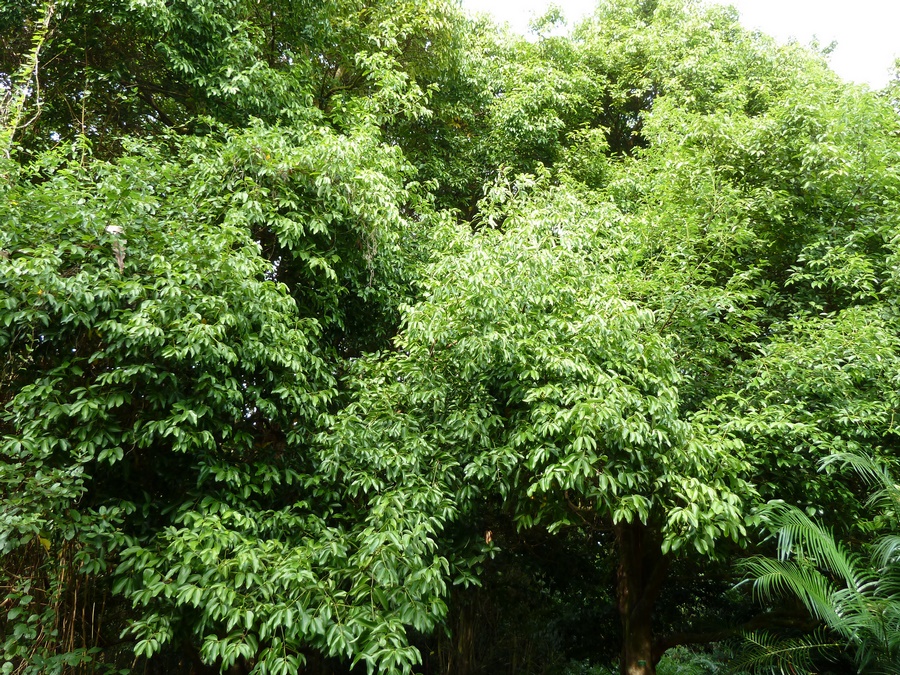 árbol canela cinnamomum verum