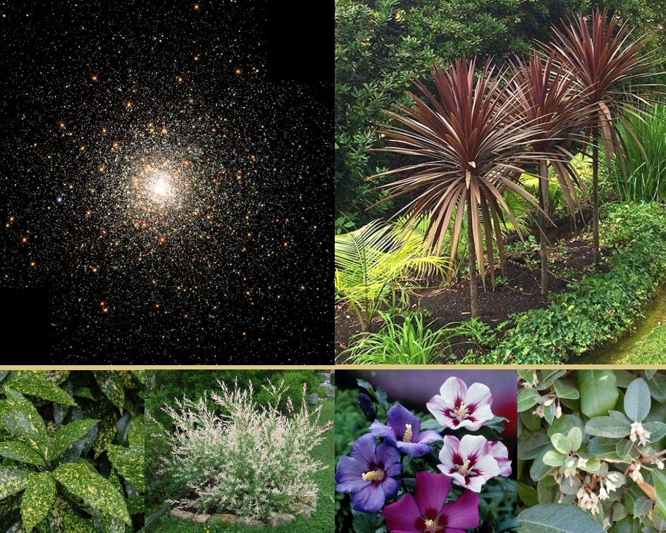 Aucuba japonic, Cordyline indivisa ‘Red Star’, Eleagnus ebbingei, Hibiscus syriacus, Salix integra ‘Hakuro Nishiki’