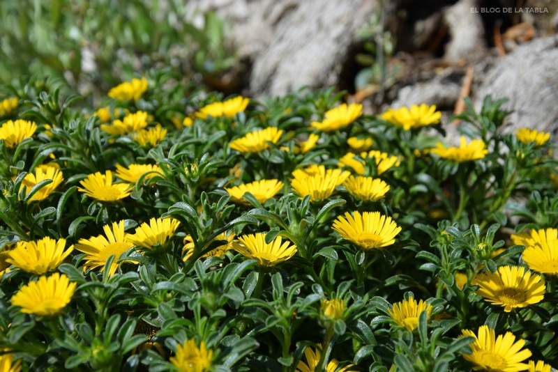 Pallenis maritima (sin. Asteriscus maritimus), asterisco o margarita de mar flores amarillas