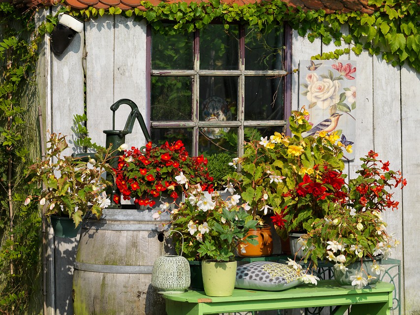 Begonias tuberosas x tuberhybrida en macetas