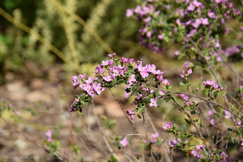 plantas mediterráneas