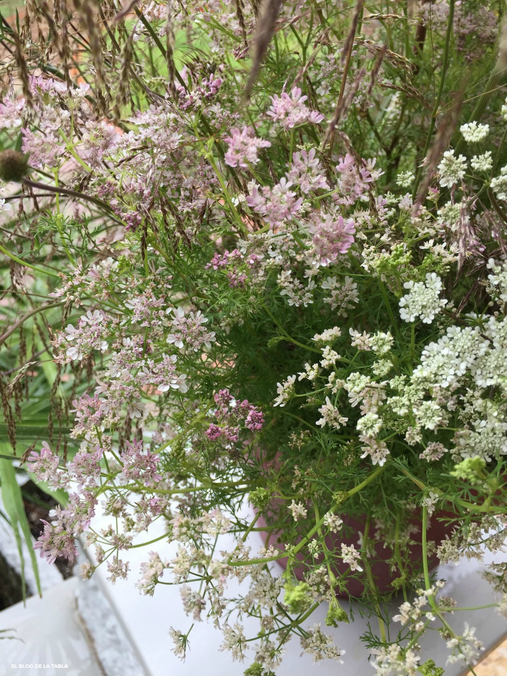 Flores en umbela de color rosa y blanco de la planta aromatica cilantro