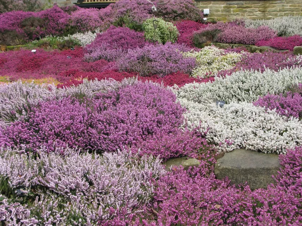 Erica brezos invierno primavera