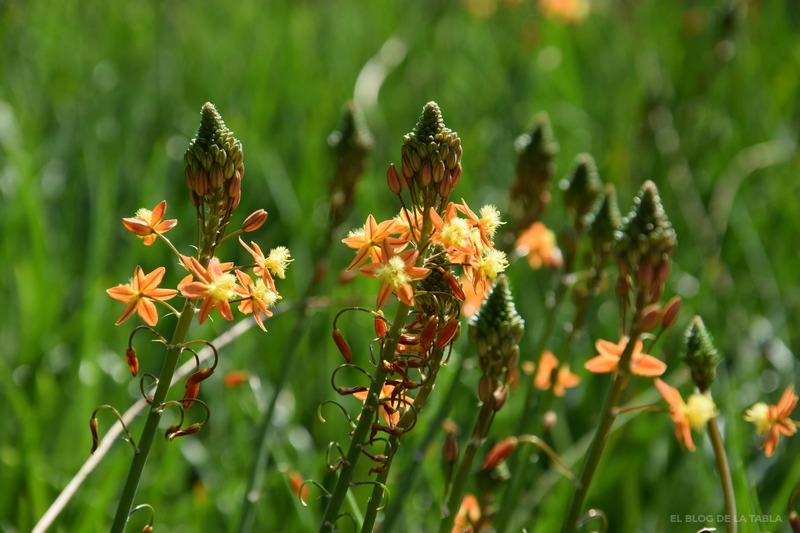 plantas mediterráneas