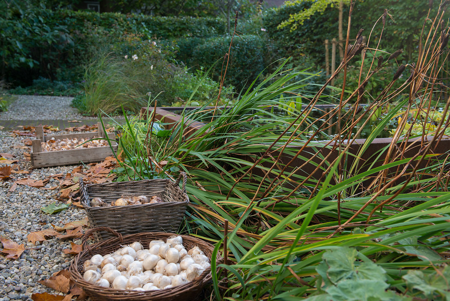 plantando y guardando bulbos: Cultivar plantas bulbosas