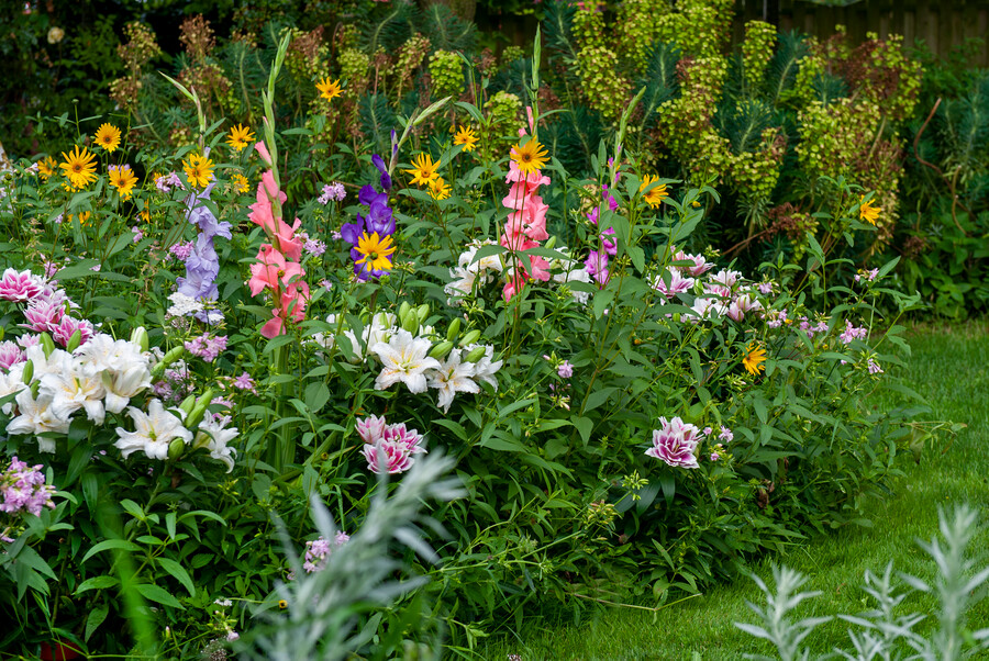 tu jardín de radiantes colores estivales con bulbos de - EL BLOG TABLA