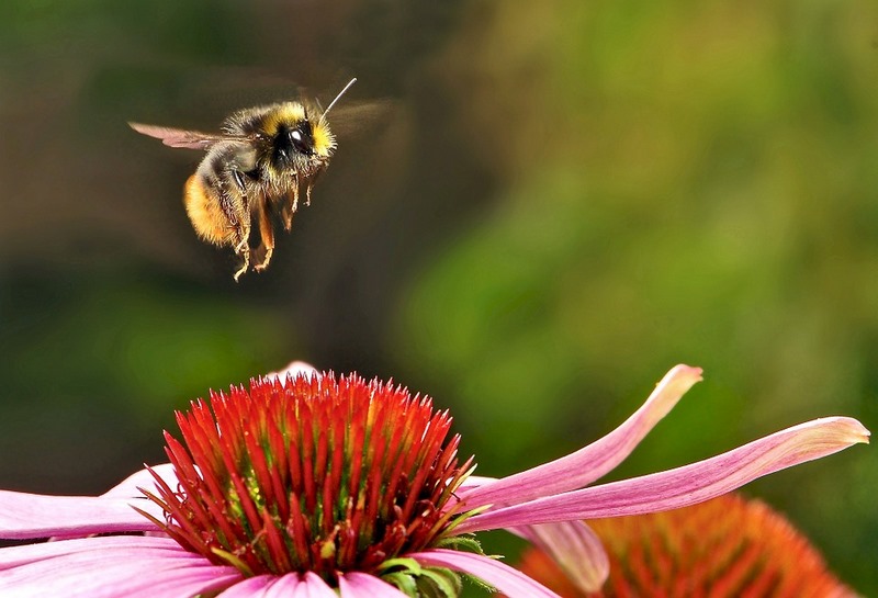 sos-polinizadores-bee-abejas-abejorros-flores