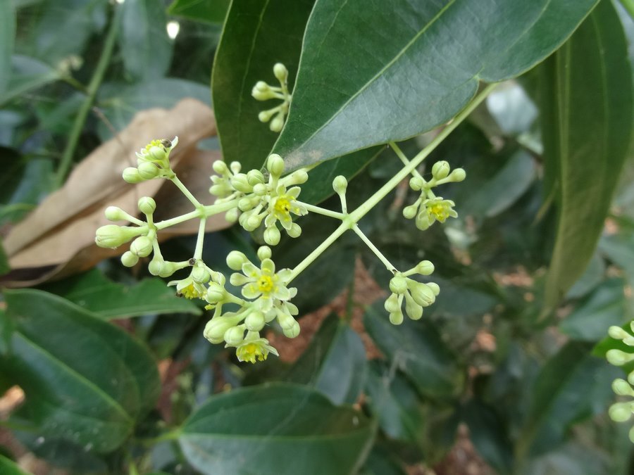 flores árbol canela cinnamomum verum