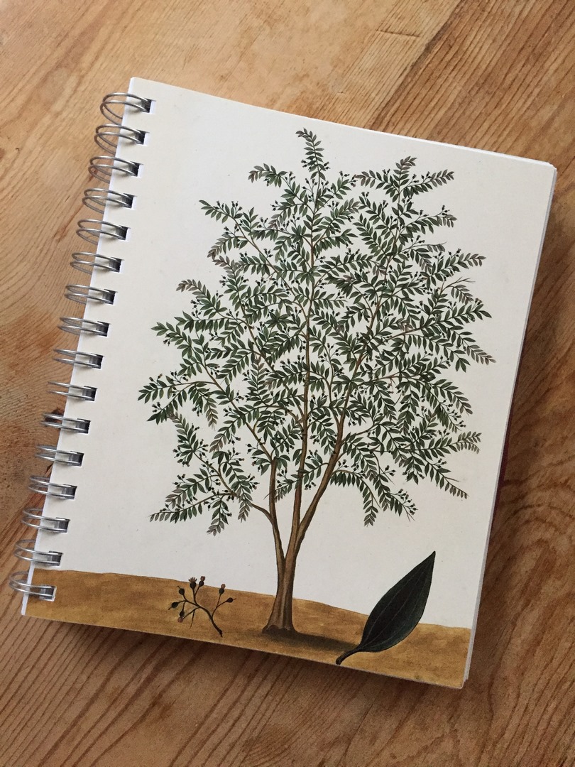 árbol de la canela (Cinnamomum verum)