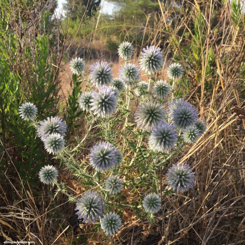 plantas clima mediterráneo