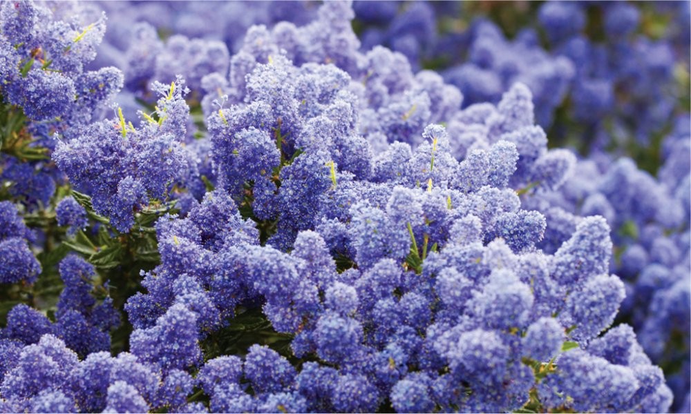 Flores azules Ceanothus thyrsiflorus repens - Californian Lilac