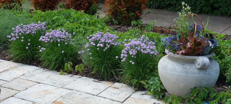 bordura de jardín con cebollino (allium schoenoprasum)