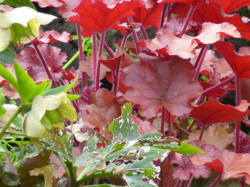 hojas rojas de heuchera