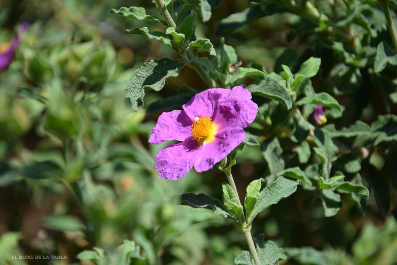 plantas mediterráneas