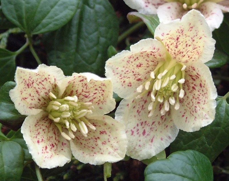 flores de clematis que florecen en invierno