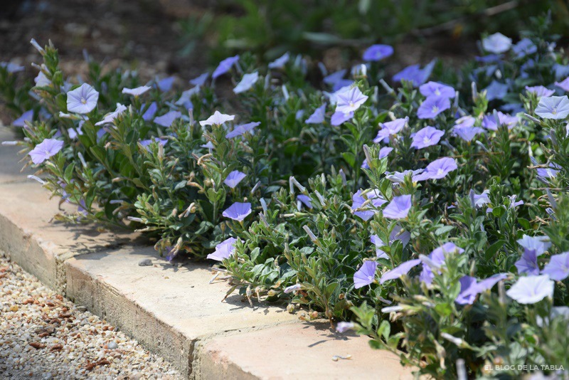 Planta rastrera con flores azul lavanda