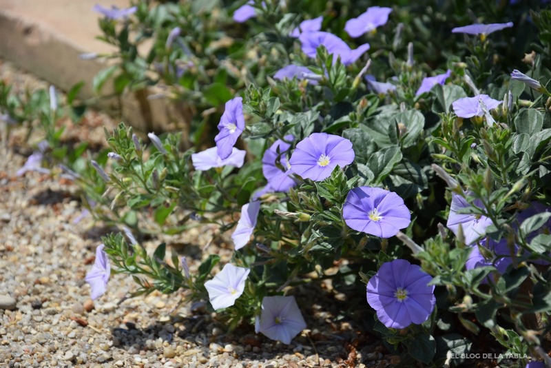 Convolvulus sabatius planta mediterránea con flores azul lavanda