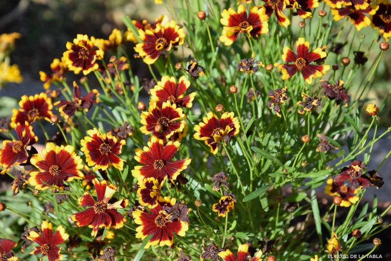 bicolor flowers yellow and red, salsa tickseed (coreopsis tinctoria 'salsa')