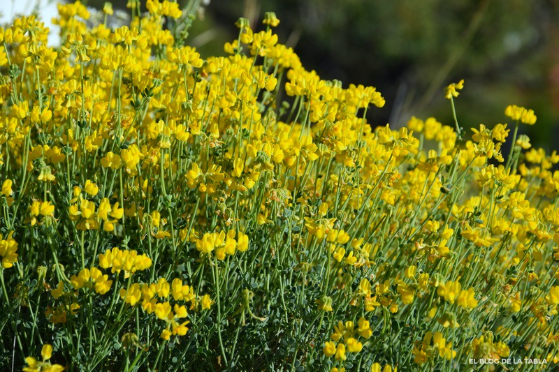 plantas mediterráneas