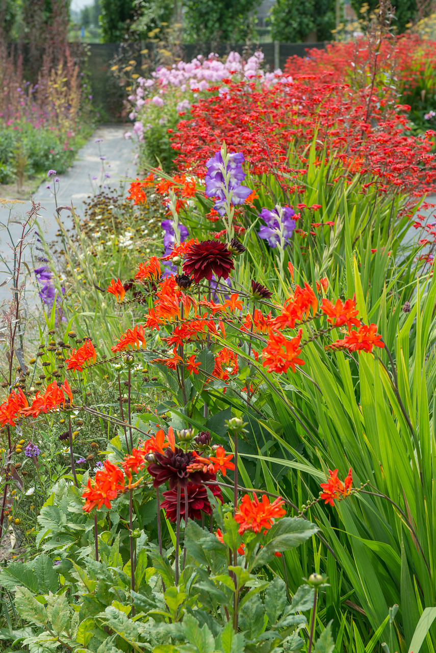 jardín flor corte bulbos verano