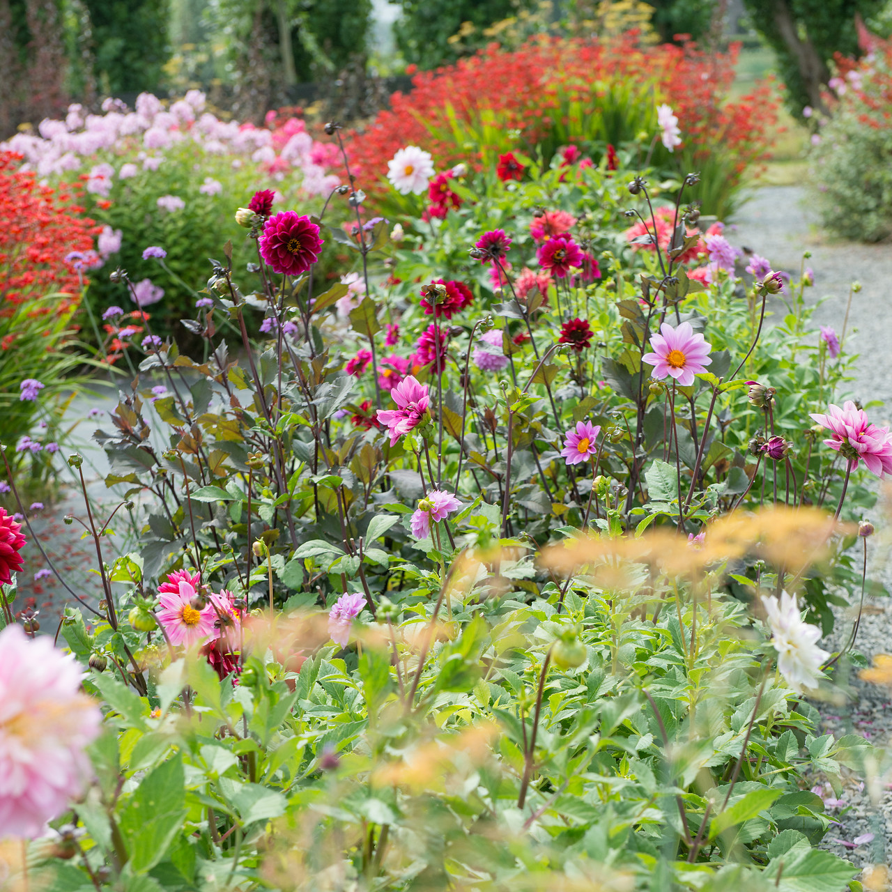 dalias y otras flores de plantas bulbosas de verano para flor de corte en el jardín o en macetas