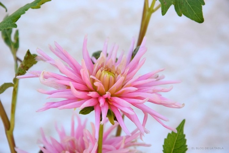 dalia color rosa, Dahlia cactus