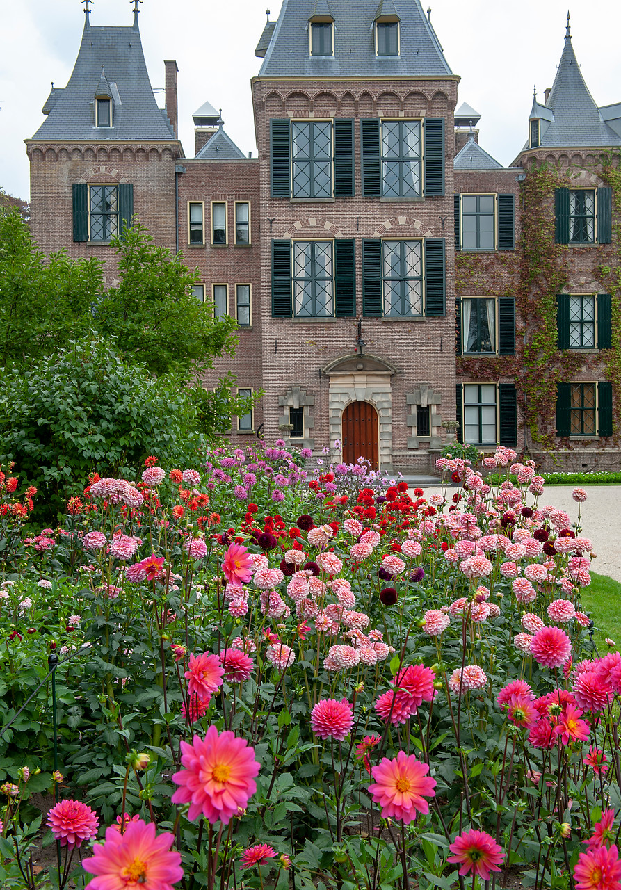 jardín con flores de dalias en tonos rosas