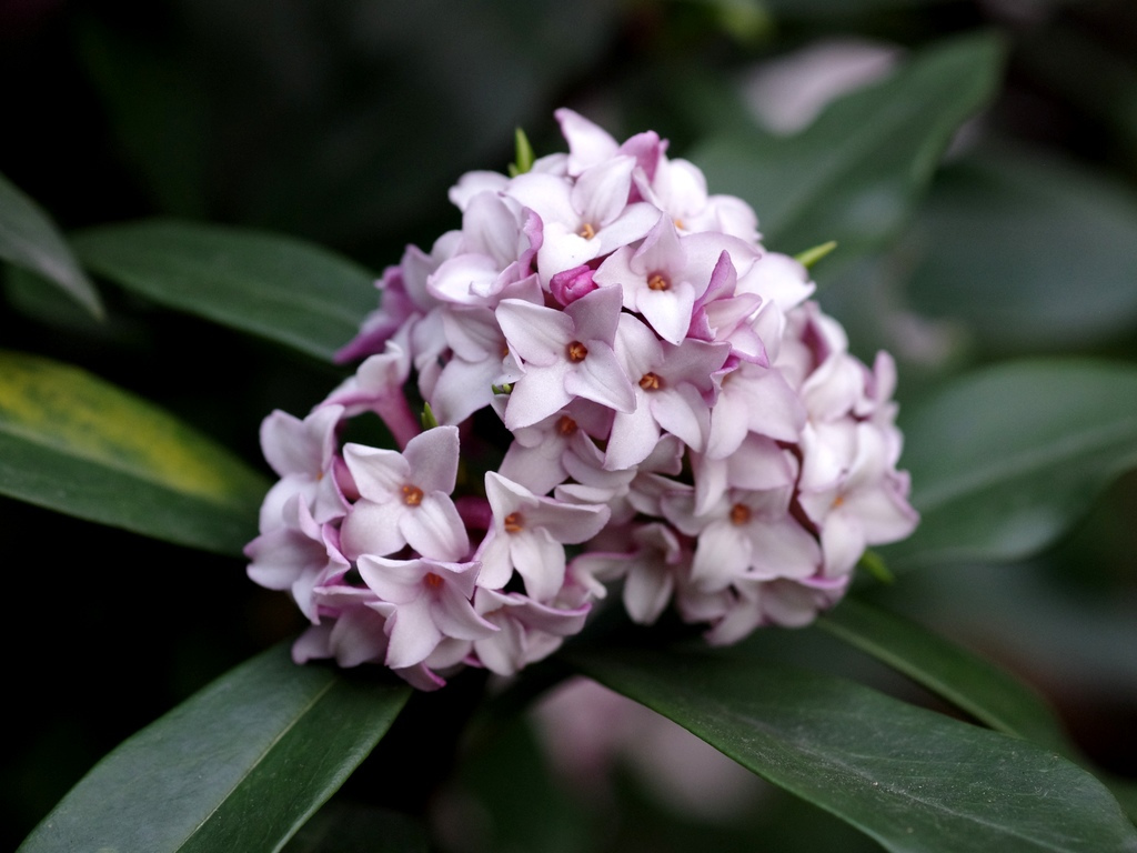 Daphne arbustos con flores fragantes