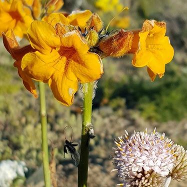 Flores silvestres desierto Atacama 2017. Argylia radiata