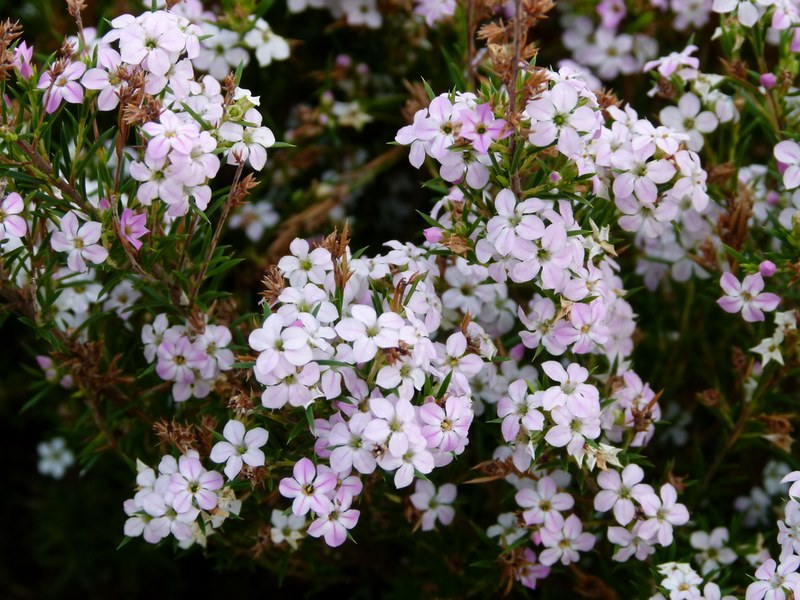 plantas arbustivas jardín sostenible