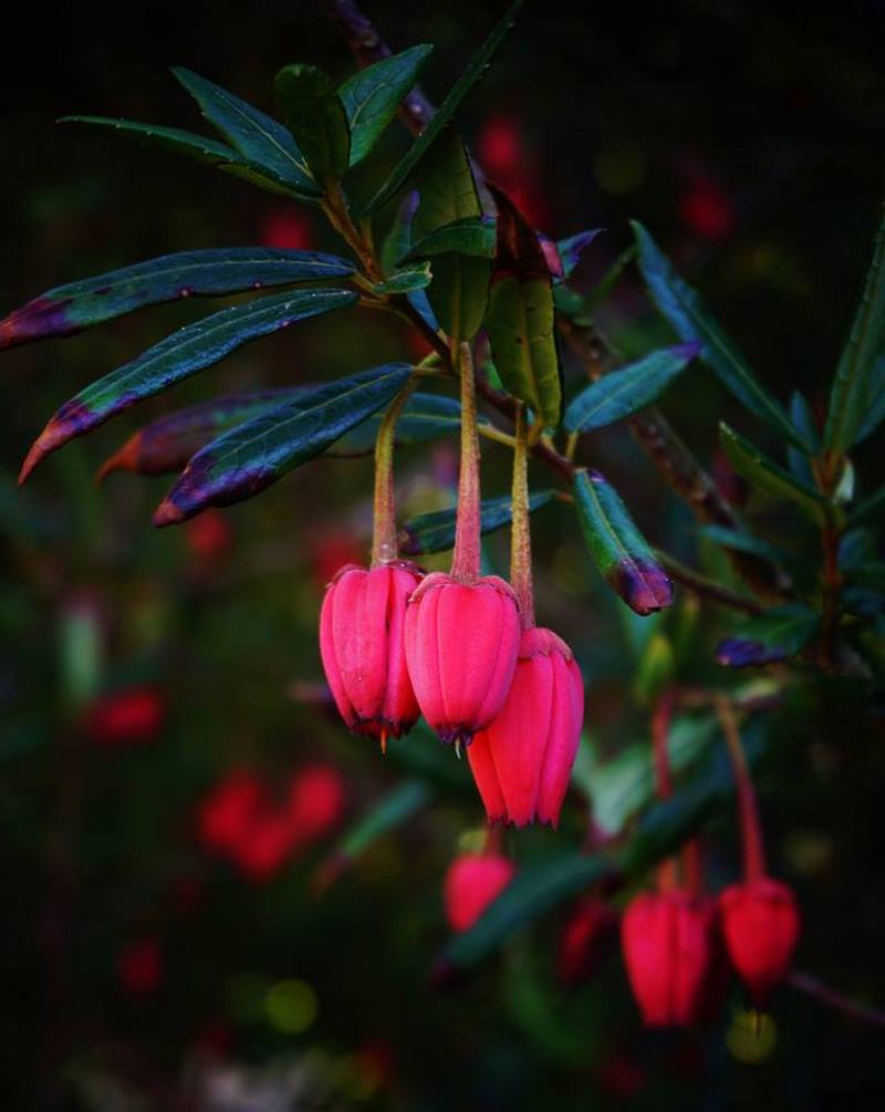 flor roja colgantge de crinodendron 